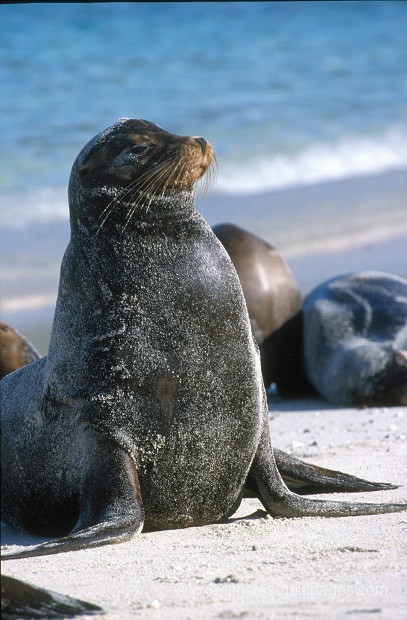  , Parc National des Galapagos, Equateur  