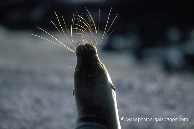  , Parc National des Galapagos, Equateur  