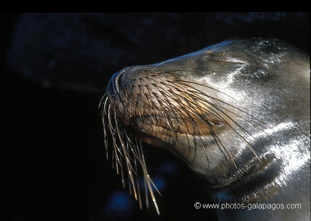  , Parc National des Galapagos, Equateur  