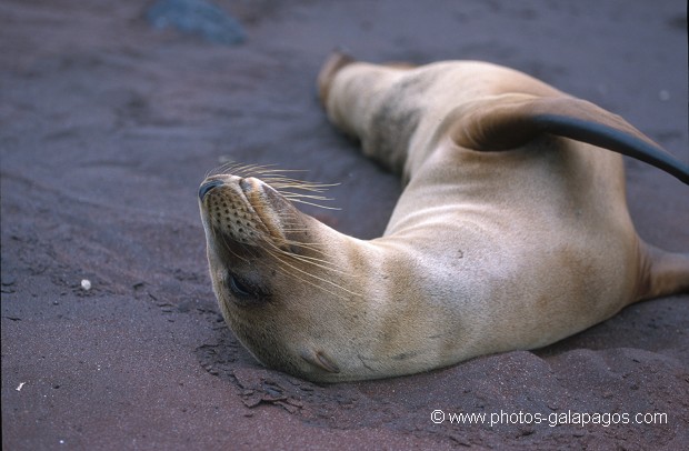  , Parc National des Galapagos, Equateur  