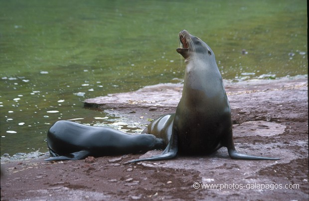  , Parc National des Galapagos, Equateur  