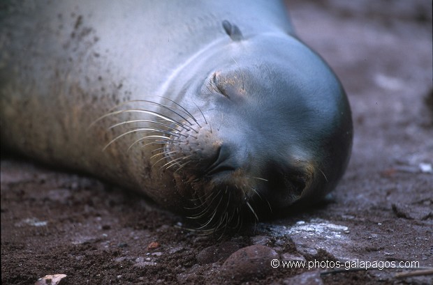  , Parc National des Galapagos, Equateur  