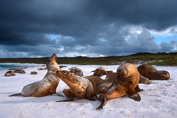  , Parc National des Galapagos, Equateur  