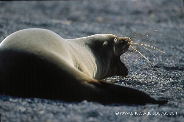  , Parc National des Galapagos, Equateur  