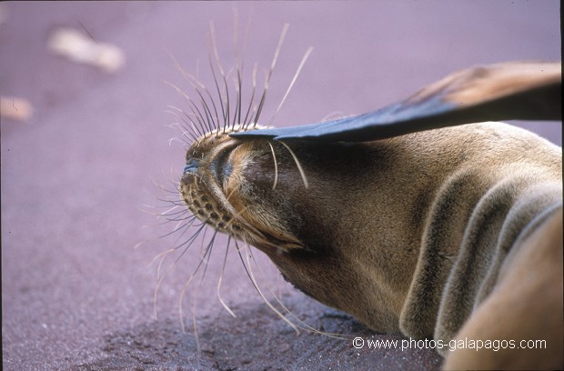  , Parc National des Galapagos, Equateur  