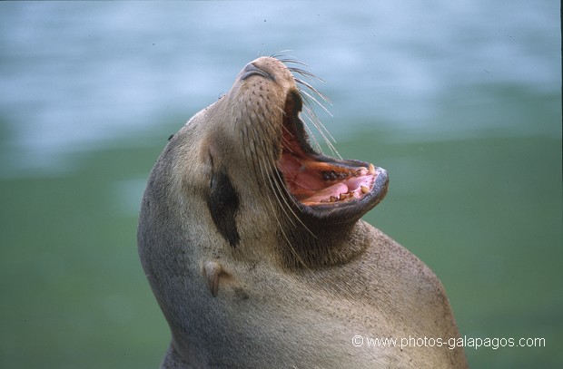  , Parc National des Galapagos, Equateur  