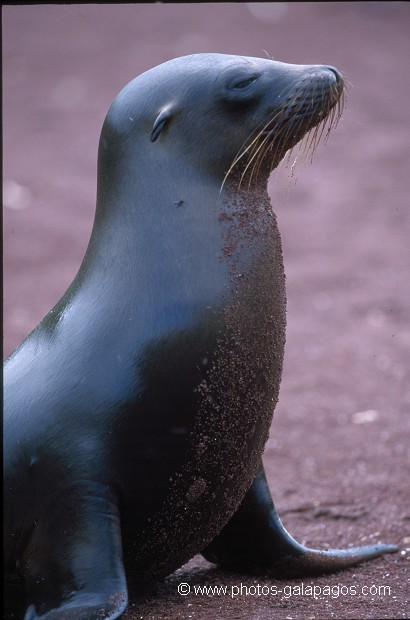  , Parc National des Galapagos, Equateur  