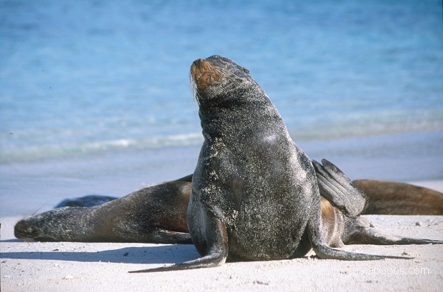 Otaries des galapagos (Zalophus californianus wollebaeki) île de Española - Galapagos