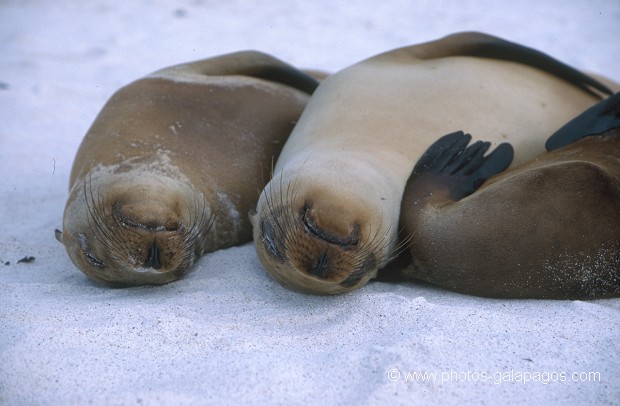  , Parc National des Galapagos, Equateur  