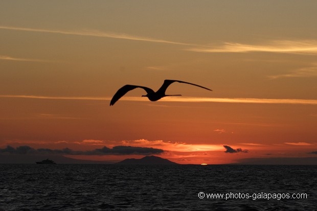 Couché de soleil avecun vol de frégates et l'île de Pinzon en arrère plan - Galapagos