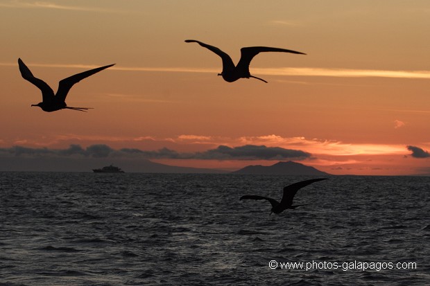 Couché de soleil avecun vol de frégates et l'île de Pinzon en arrère plan - Galapagos