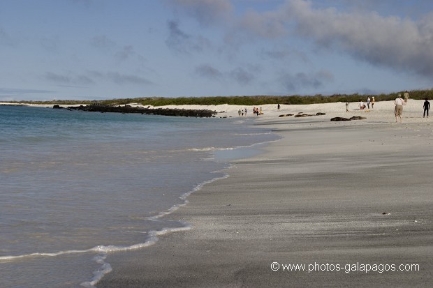 , Galapagos , Equateur , animal sauvage , Mammifère marin / Pinnipède / Otarie , Lion de mer de Californie (Zalophus californianus) , Pinnipède , Otarie , Parc National des Galapagos  , Parc National des Galapagos, Equateur  