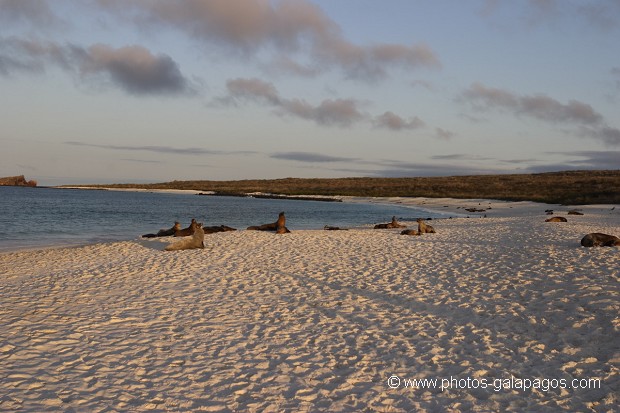 , Galapagos , Equateur , animal sauvage , Mammifère marin / Pinnipède / Otarie , Lion de mer de Californie (Zalophus californianus) , Pinnipède , Otarie , Parc National des Galapagos  , Parc National des Galapagos, Equateur  