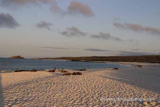 , Galapagos , Equateur , animal sauvage , Mammifère marin / Pinnipède / Otarie , Lion de mer de Californie (Zalophus californianus) , Pinnipède , Otarie , Parc National des Galapagos  , Parc National des Galapagos, Equateur  