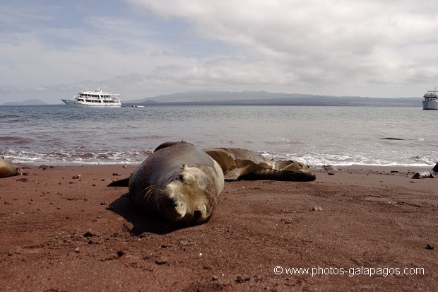 , Galapagos , Equateur , Parc National des Galapagos , Lion de mer de Californie (Zalophus californianus) , Pinnipède , Bateau  , Parc National des Galapagos, Equateur  