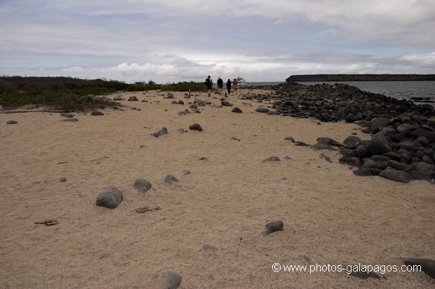 , Galapagos , Equateur , Parc National des Galapagos  , Parc National des Galapagos, Equateur  