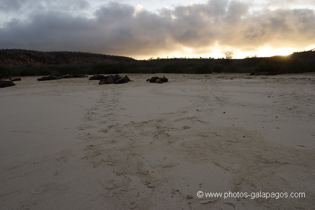 Plage de sable Blanc et traces d'otaries - ïle de Santa Fé -  Galapagos