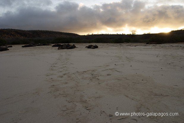 , Galapagos , Equateur , Parc National des Galapagos , Soleil couchant  , Parc National des Galapagos, Equateur  