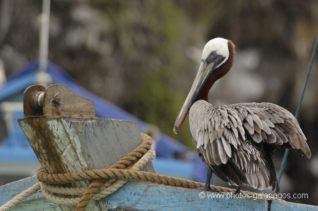 , Galapagos , Equateur , Parc National des Galapagos , Oiseau  , Parc National des Galapagos, Equateur  