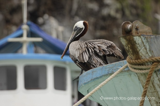 , Galapagos , Equateur , Parc National des Galapagos , Oiseau  , Parc National des Galapagos, Equateur  