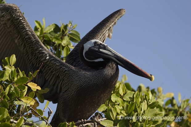 , Galapagos , Equateur , Parc National des Galapagos , Oiseau  , Parc National des Galapagos, Equateur  