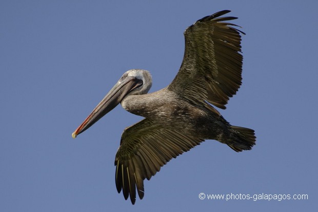 , Galapagos , Equateur , Parc National des Galapagos , Oiseau  , Parc National des Galapagos, Equateur  