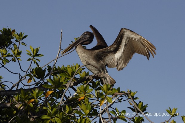 , Galapagos , Equateur , Parc National des Galapagos , Oiseau  , Parc National des Galapagos, Equateur  