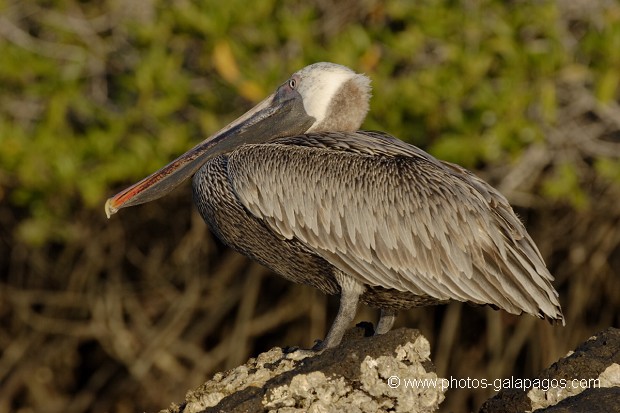 , Galapagos , Equateur , Parc National des Galapagos , Oiseau  , Parc National des Galapagos, Equateur  