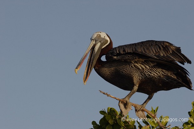 , Galapagos , Equateur , Parc National des Galapagos , Oiseau  , Parc National des Galapagos, Equateur  