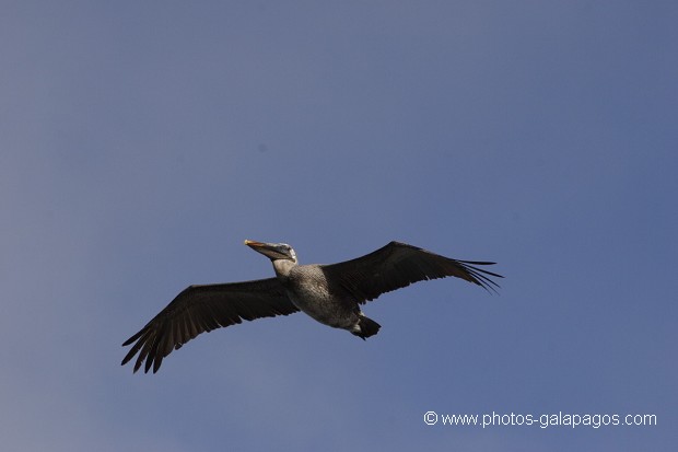 , Galapagos , Equateur , Parc National des Galapagos , Oiseau  , Parc National des Galapagos, Equateur  