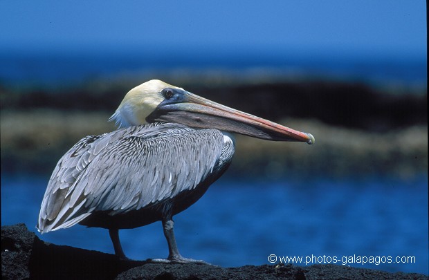  , Parc National des Galapagos, Equateur  