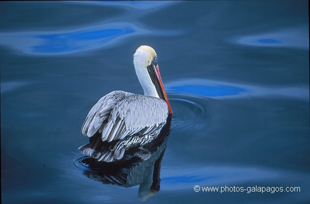  , Parc National des Galapagos, Equateur  