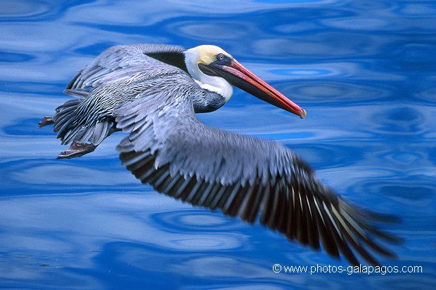  , Parc National des Galapagos, Equateur  