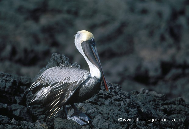  , Parc National des Galapagos, Equateur  