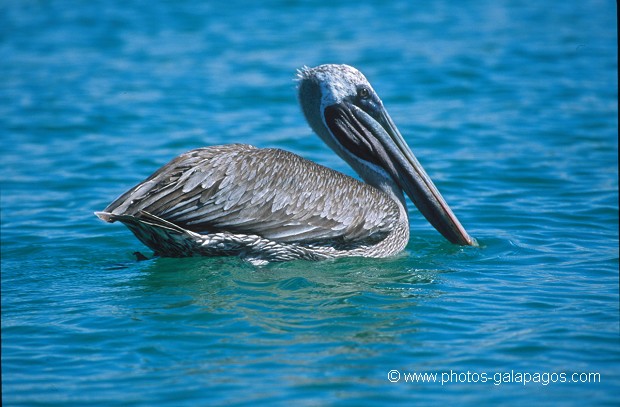  , Parc National des Galapagos, Equateur  