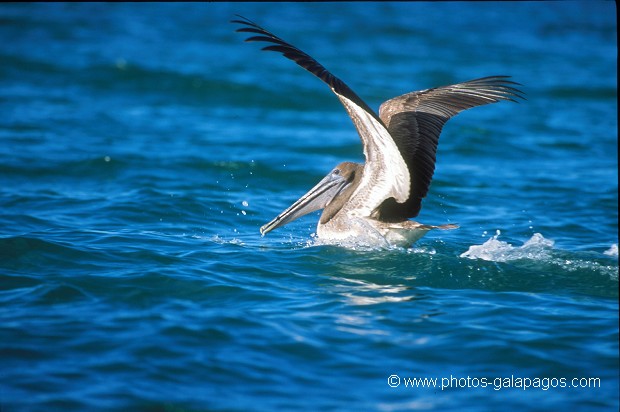  , Parc National des Galapagos, Equateur  