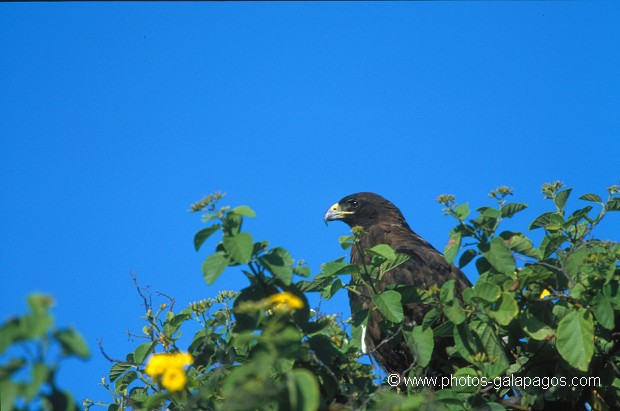  , Parc National des Galapagos, Equateur  