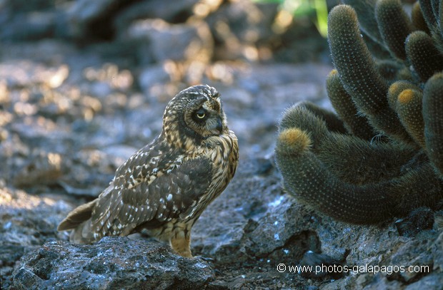  , Parc National des Galapagos, Equateur  