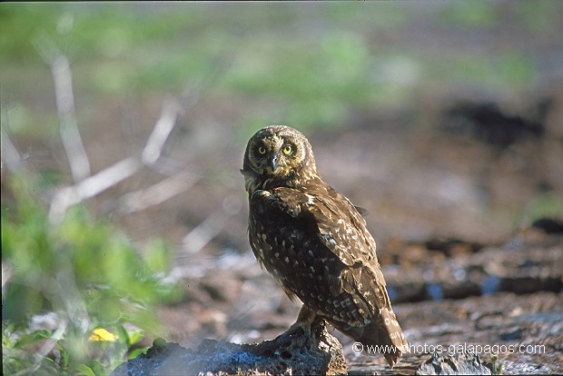  , Parc National des Galapagos, Equateur  