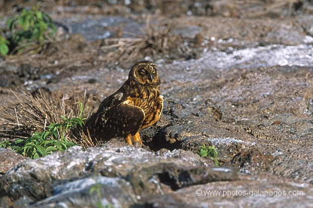  , Parc National des Galapagos, Equateur  