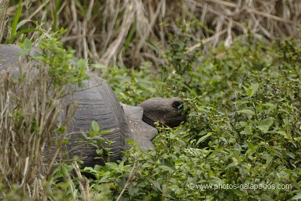 Tortue géante des Galapagos (Geochelone nigra) - île de Santa Cruz - Galapagos