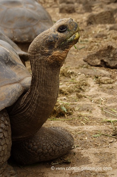 , Galapagos , Equateur , Parc National des Galapagos , Espèce menacée de disparition  , Parc National des Galapagos, Equateur  