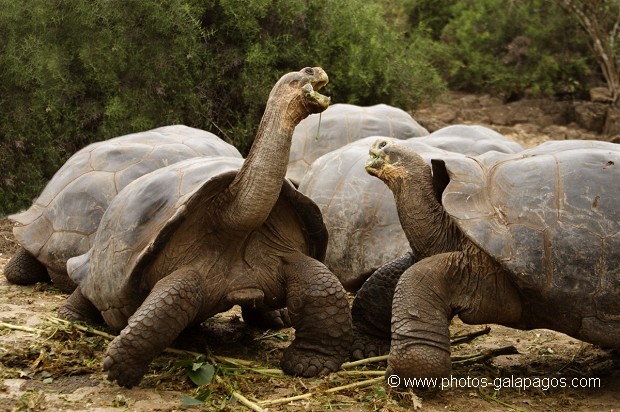 Tortue géante des Galapagos (Geochelone nigra) - Ile Santa Cruz (Geochelone nigra porteri)