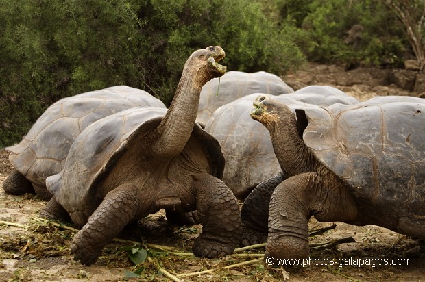 , Galapagos , Equateur , Parc National des Galapagos , Espèce menacée de disparition  , Parc National des Galapagos, Equateur  