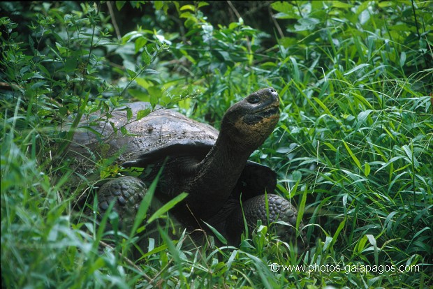  , Parc National des Galapagos, Equateur  