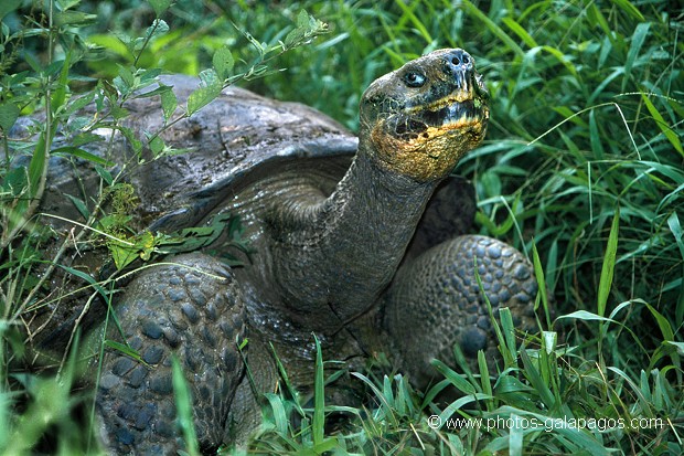  , Parc National des Galapagos, Equateur  