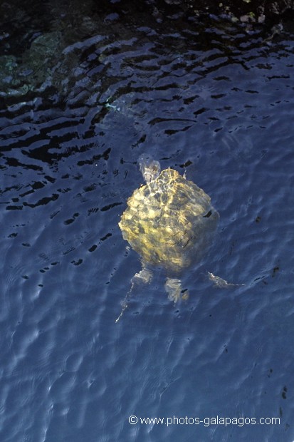 , Galapagos , Equateur , Parc National des Galapagos , Espèce menacée de disparition  , Parc National des Galapagos, Equateur  