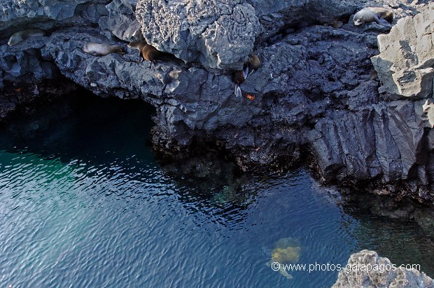 , Galapagos , Equateur , Parc National des Galapagos , Espèce menacée de disparition , Otaries à  Fourure  , Parc National des Galapagos, Equateur  