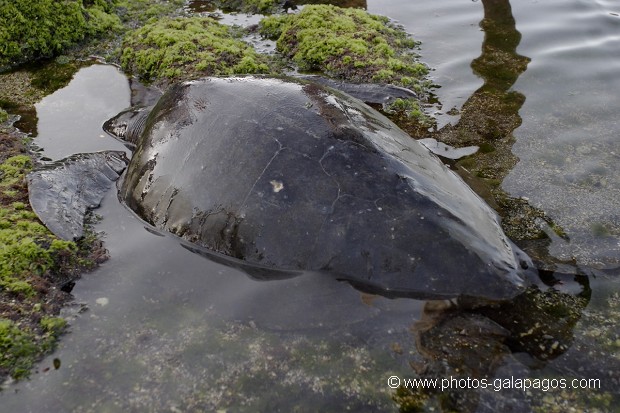 , Galapagos , Equateur , Parc National des Galapagos  , Parc National des Galapagos, Equateur  