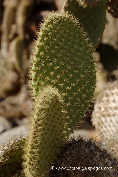 , Galapagos , Equateur , Parc National des Galapagos  , Parc National des Galapagos, Equateur  